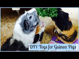 diy toys for guinea pigs you