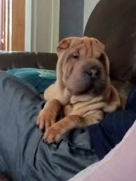 Puppy Growth Chart Odin Shar Pei Male