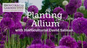 Giant allium's flowers are long blooming and are excellent to use as cut flowers. Giant Allium Bulbs Allium Giganteum Bulbs Persian Onion High Country Gardens