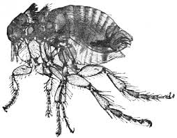 flea bites but how do you kill fleas