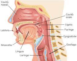 Carcinoma alla gola, cause e fattori di rischio. Tumore Alla Gola Sintomi Cause E Sopravvivenza