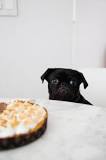 What desserts can dogs eat?