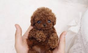 Poodle puppies for sale near me. Micro Teacup Poodles For Sale Near Me