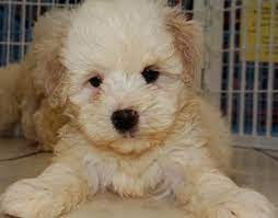 The maltese poodle mix your pup will not shed fur and dander as much as other dog breeds, and could be a good choice if. Maltipoo Rescue Colorado Maltipoo