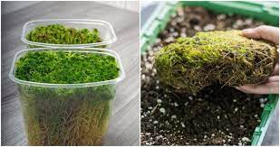7 reasons to grow sphagnum moss how