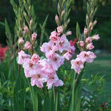 gladiolus how to plant grow and care