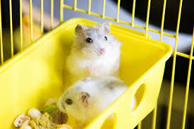 how to clean a hamster cage guide