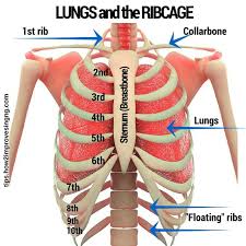 So is part of the heart, the thymus, and many blood vessels. Breathing Exercises For Singing 360 Ring Of Breath How 2 Improve Singing Singing Tips Singing Learn Singing