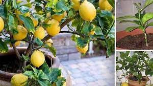 Voici comment faire pousser facilement un citronnier à partir de graines  dans votre propre maison ! - La Recette Parfaite