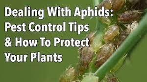 aphid control how to identify get