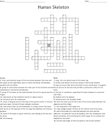 The shiny, articulating cartilage on the ends of a bone. Bones Of The Body Crossword Wordmint