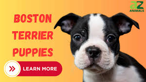 boston terrier puppies pictures
