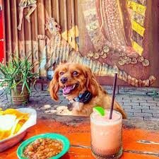 30 dog friendly patios in charleston
