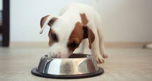 Puppy Feeding Guidelines Schedule Tips Cesars Way