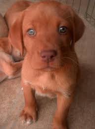 In order to prevent having to buy multiple crates. 28 Foxy Labs Ideas Fox Red Labrador Red Labrador Lab Puppies