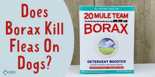 does borax kill fleas on dogs is it