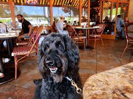 best dog friendly restaurants in palm