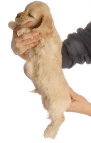 umbilical hernia in dogs symptoms and
