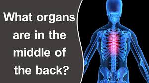 All vital organs begin to lose some function as you age during adulthood. What Organs Are In The Middle Of The Back Youtube