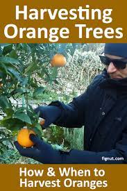 harvesting oranges how and when to