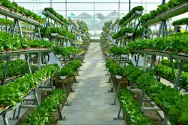 what are vertical farming systems here