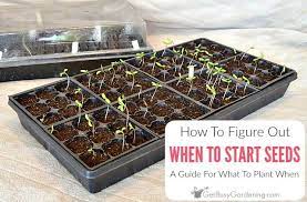 When To Start Seeds Indoors How To