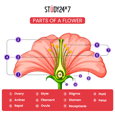 cl 12 biology the flower and its parts