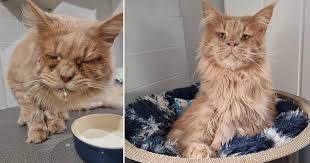 rescued cat aslan becomes king after