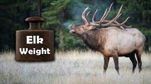 elk weight species life ses