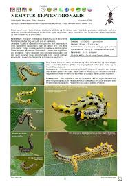 upcoming danish book of sawflies larvae