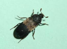 larder beetles umn extension