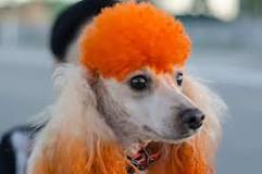 can-you-color-a-dogs-hair