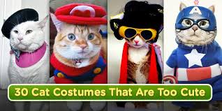 30 cat costumes that are too cute