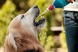 Drinking enough water is incredibly important for humans — and it's also crucial for animals. How To Make Your Dog Drink More Water Pet Rescue Blog Pet Dogs Blog