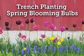 Trench Planting Spring Blooming Bulbs