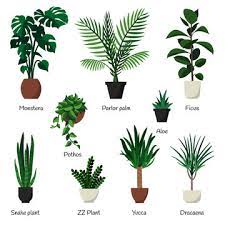 indoor ornamental plants