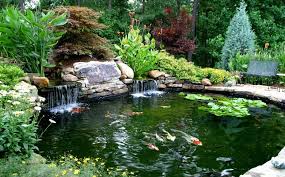 Diy Koi Fish Pond What Do I Need To