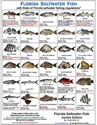 Amazon Com Florida C07wpb Fish Chart Palm Fishing Charts
