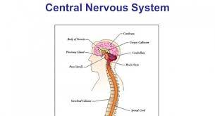 What is the basic unit of the nervous system? Neuroscience Quiz The Study Of The Nervous System Quiz Accurate Personality Test Trivia Ultimate Game Questions Answers Quizzcreator Com