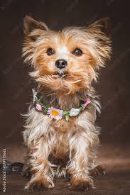 mini yorkshire terrier stock photo
