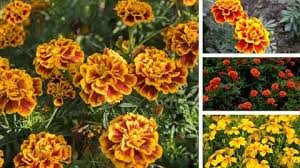 4 types of marigolds plus how to grow