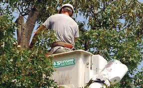 An aging tree or a diseased tree can be of some danger to your property, so there are some cases in which the trees should removed. Tree Care Services Tree Trimming Removal Fertilizing Services