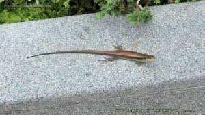 skink lizard at ma wo road garden 馬窩