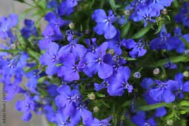 The Beautiful Sapphire Blue Flowers Of