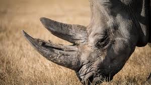 Des fausses cornes de rhinocéros pour sauver le pachyderme - Les ...