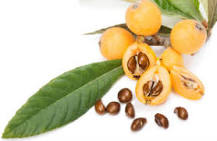 Is loquat good for your liver?