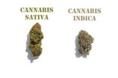 Does Sativa Make You Hungry? Here's What We Know | MedizinLV