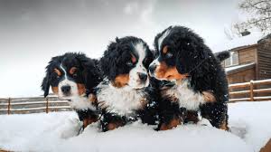 If you want a dog who flat out adores you, is easy to train, and has a happy go lucky personality—i have. Week 8 Pupdate Bernese Mountain Dog Puppies First Snow Ep 9 Youtube