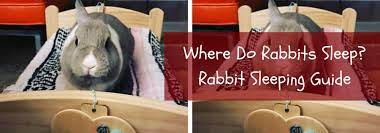 where do rabbits sleep top 3 rabbit