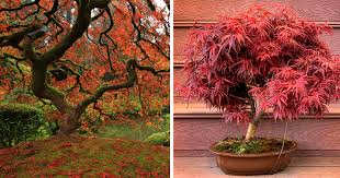 Japanese Maple Tree Stunning Varieties